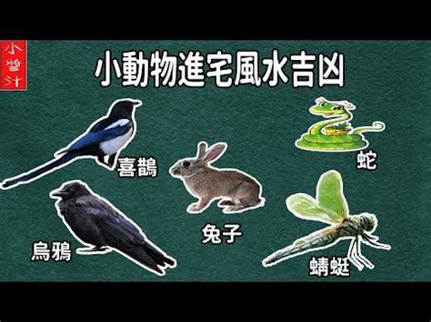 小鳥入屋|【小鳥入屋】小鳥入宅！風水寓意超讚！好運跟著來？ – 章舸瓊師傅